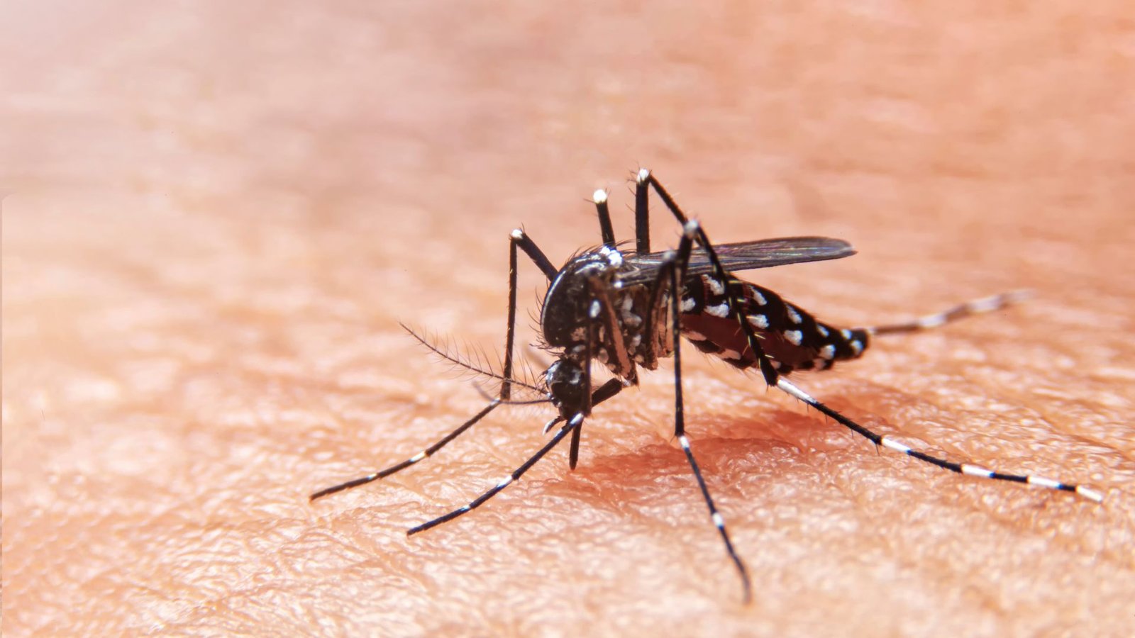 Tragedia en Tepic: Muerte de un Hombre por Dengue