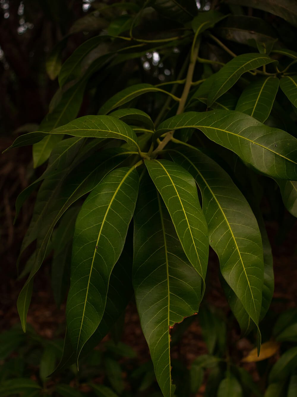 Silent Frames